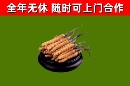科尔沁右翼中旗烟酒回收冬虫夏草.jpg