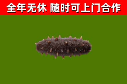 科尔沁右翼中旗回收海参干